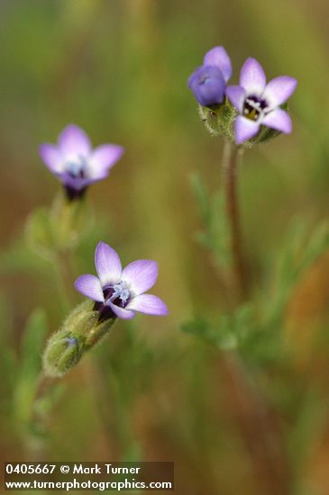 Gilia millefoliata
