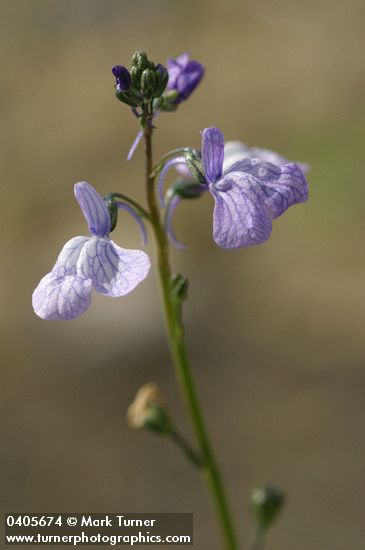 Nuttallanthus canadensis (Linaria canadensis)