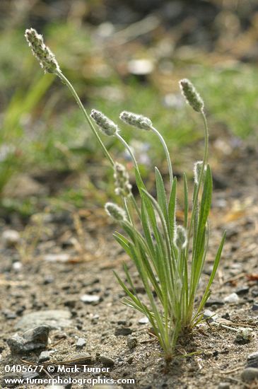 Plantago erecta