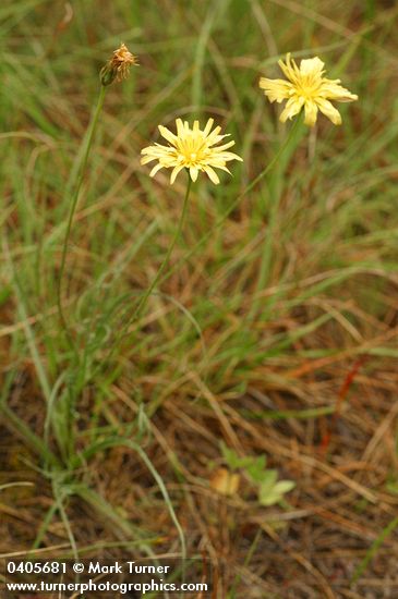 Microseris laciniata