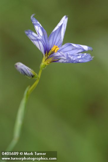Sisyrinchium bellum