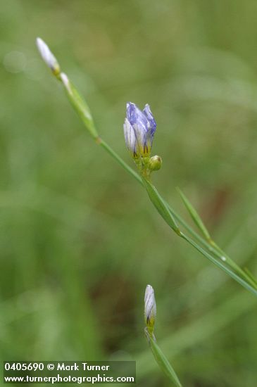Sisyrinchium bellum