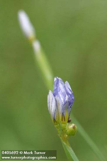 Sisyrinchium bellum