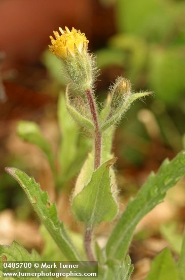 Arnica discoidea