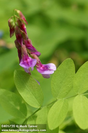 Lathyrus nevadensis