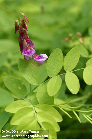 Lathyrus nevadensis