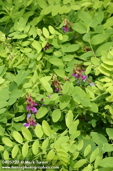Lathyrus nevadensis