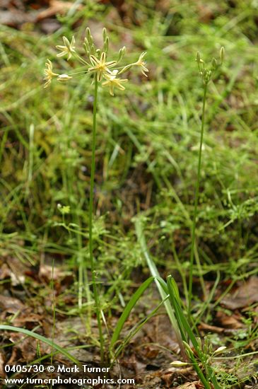 Triteleia ixioides ssp. anilina