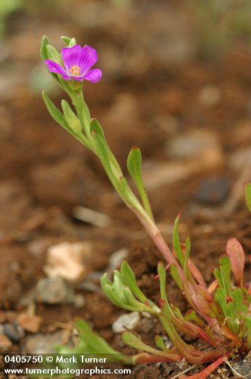 Calandrinia ciliata
