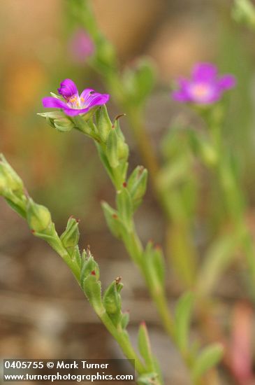 Calandrinia ciliata