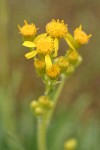 Siskiyou Mountains Ragwort blossoms detail