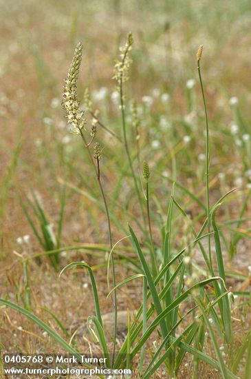 Hastingsia serpenticola