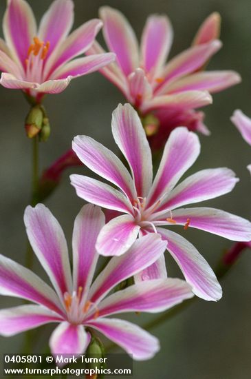 Lewisia cotyledon var. howellii