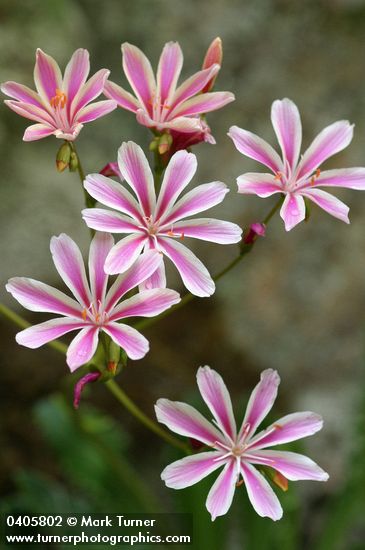 Lewisia cotyledon var. howellii