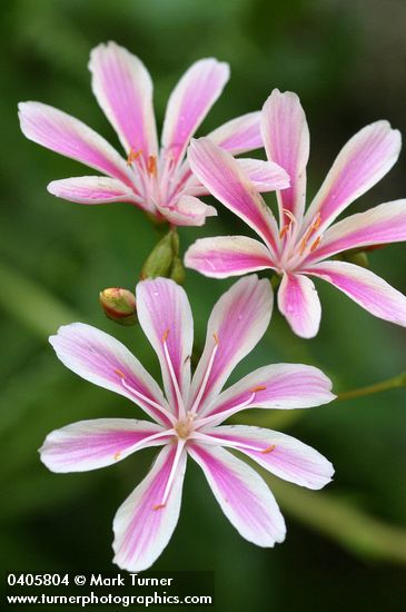 Lewisia cotyledon var. howellii