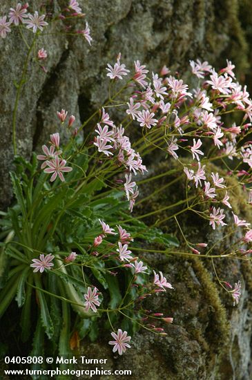 Lewisia cotyledon var. howellii