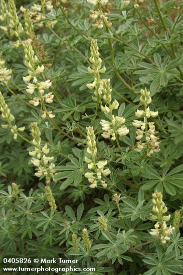 Lupinus albicaulis