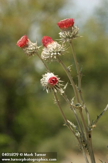 Cirsium occidentale