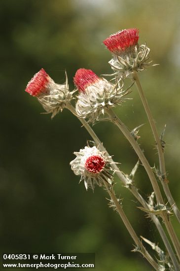 Cirsium occidentale