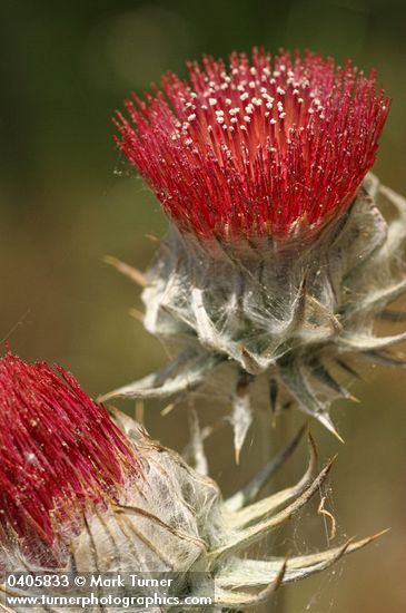 Cirsium occidentale