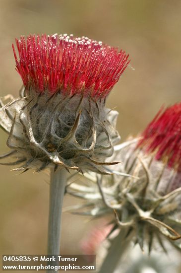 Cirsium occidentale
