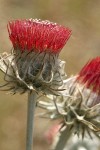 Cobwebby Thistle blossoms