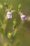 Spinster's Blue-eyed Mary blossoms & foliage