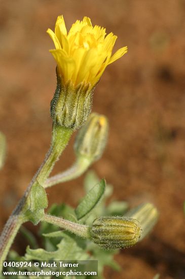 Crepis bakeri