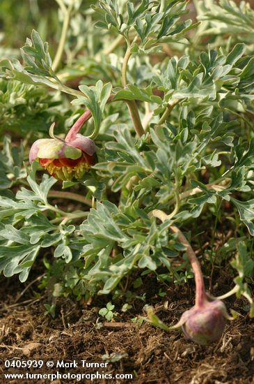 Paeonia brownii