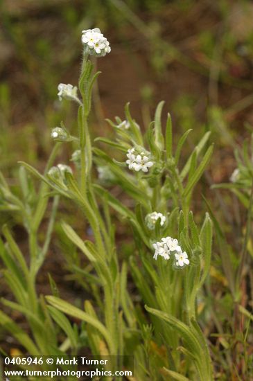 Cryptantha torreyana