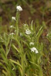 Torrey's Cryptantha