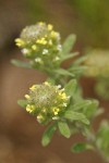 Small Alyssum blossoms detail