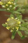 Small Alyssum blossoms detail