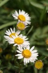 Eaton's Daisy blossoms