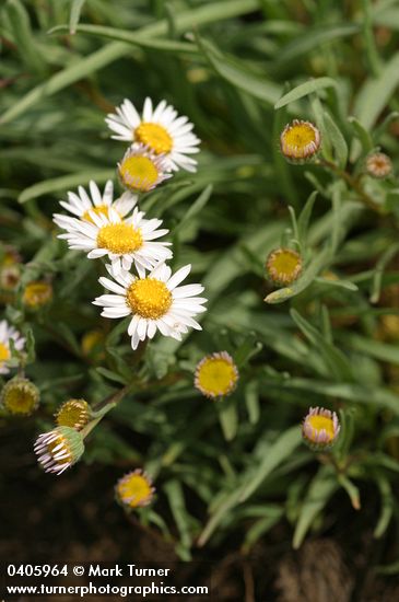 Erigeron eatonii