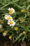 Eaton's Daisy