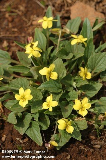 Viola purpurea