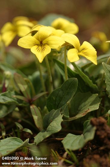 Viola purpurea