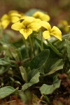 Goosefoot Violet