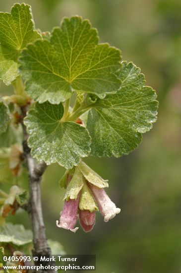 Ribes cereum