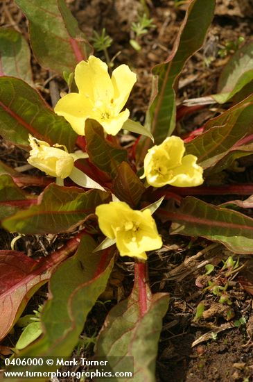 Camissonia subacaulis