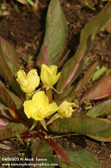 Camissonia subacaulis