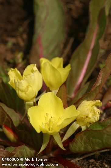 Camissonia subacaulis