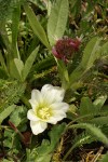 Nevada Lewisia w/ Long-Stalked Clover