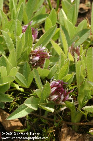 Trifolium longipes