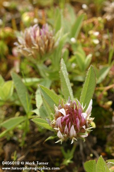 Trifolium longipes