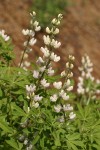 Tracy's Lupine (white form)