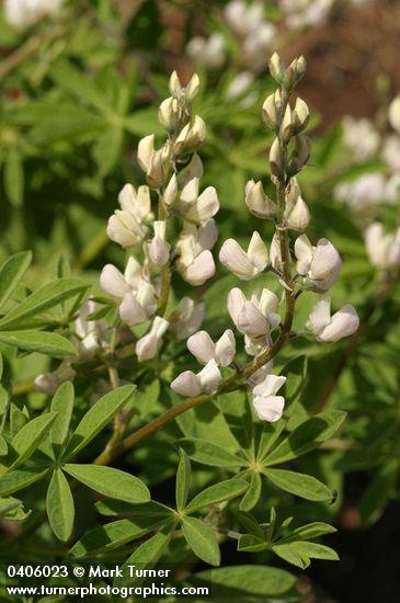 Lupinus tracyi