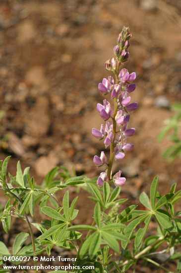 Lupinus tracyi