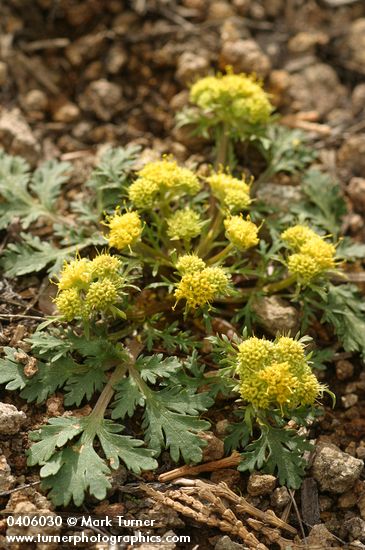 Sanicula bipinnatifida